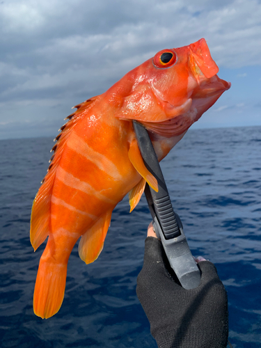 アカハタの釣果