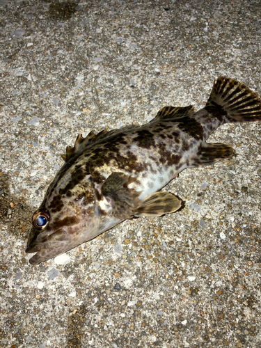 タケノコメバルの釣果