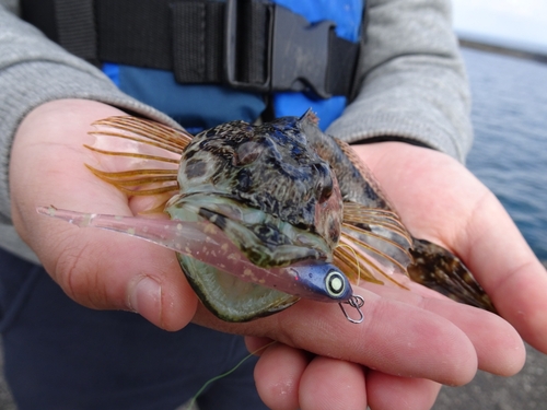 アナハゼの釣果