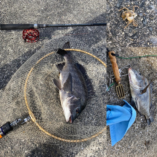 チヌの釣果