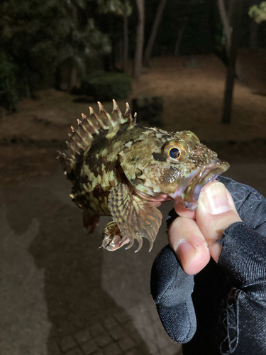 カサゴの釣果