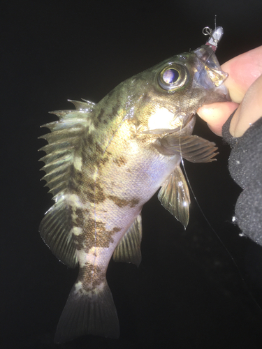 メバルの釣果