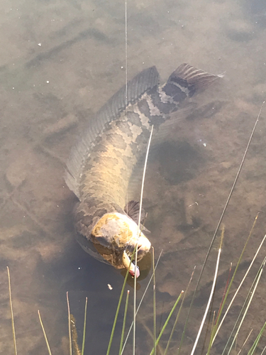 ライギョの釣果