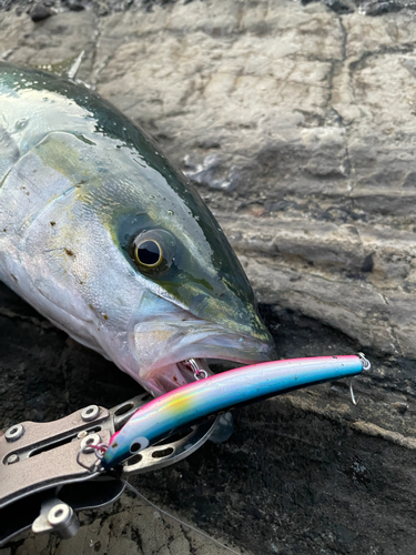 イナダの釣果