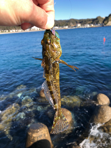 アナハゼの釣果