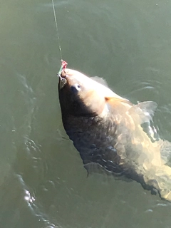 フナの釣果