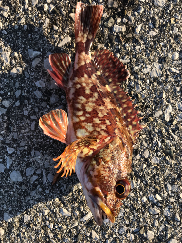 カサゴの釣果