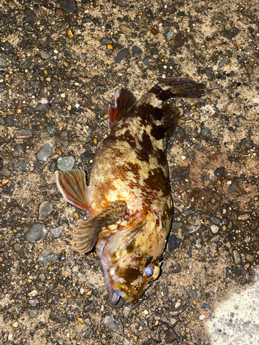 カサゴの釣果