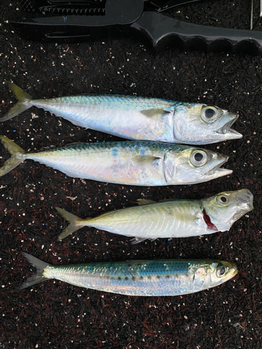 マイワシの釣果