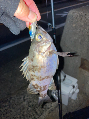 シロメバルの釣果