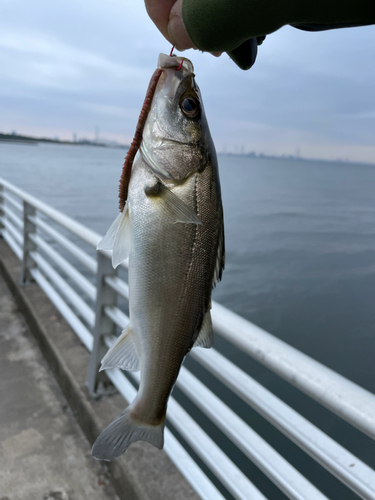 セイゴ（ヒラスズキ）の釣果