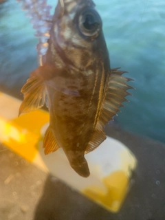 アカメバルの釣果