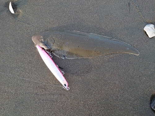 シタビラメの釣果