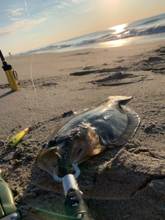 ヒラメの釣果