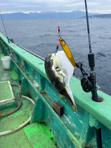 シロサバフグの釣果