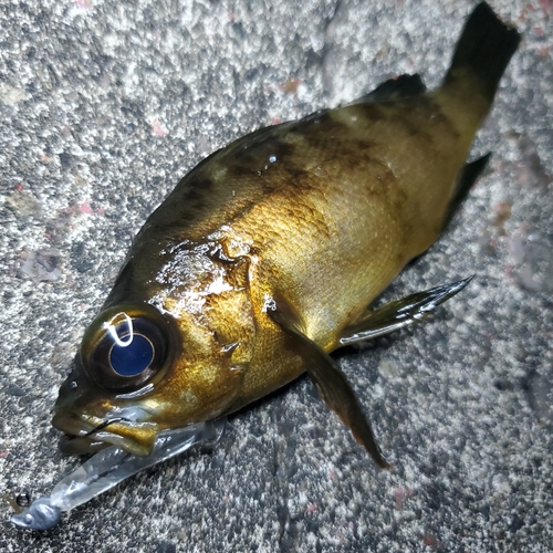 メバルの釣果