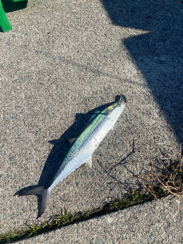 サゴシの釣果