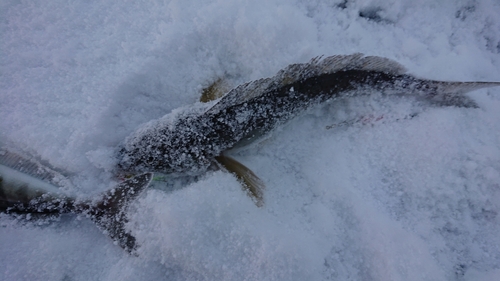 ホッケの釣果