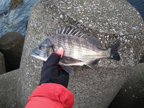 メイタの釣果