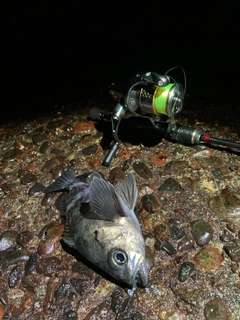 シロメバルの釣果