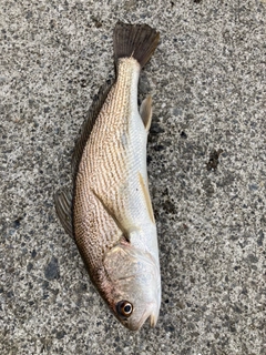 イシモチの釣果