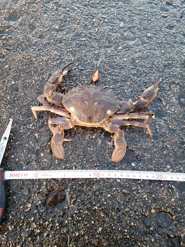 カニの釣果