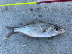 タナゴの釣果