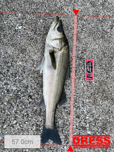 シーバスの釣果