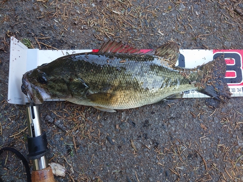 ブラックバスの釣果