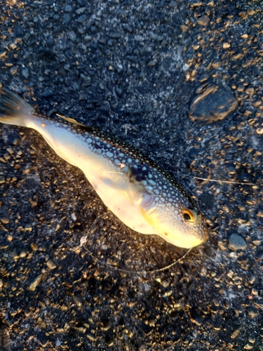 コモンフグの釣果