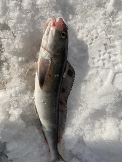 ホッケの釣果