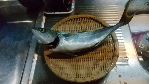 イナダの釣果