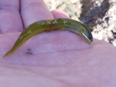 エゾメバルの釣果