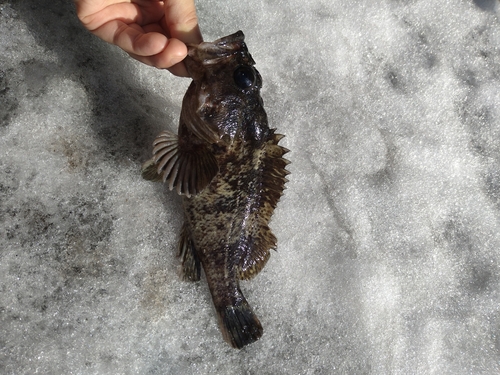 クロソイの釣果