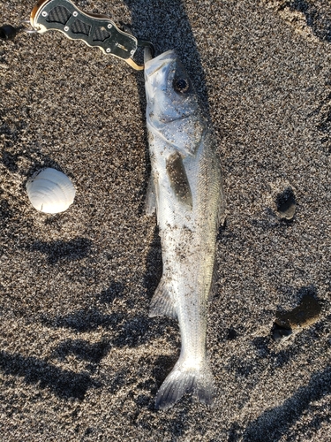 ヒラスズキの釣果