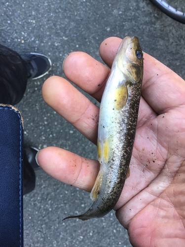 アブラハヤの釣果