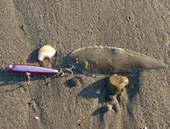 シタビラメの釣果