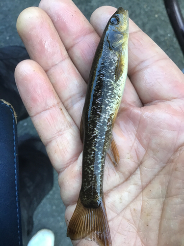 アブラハヤの釣果