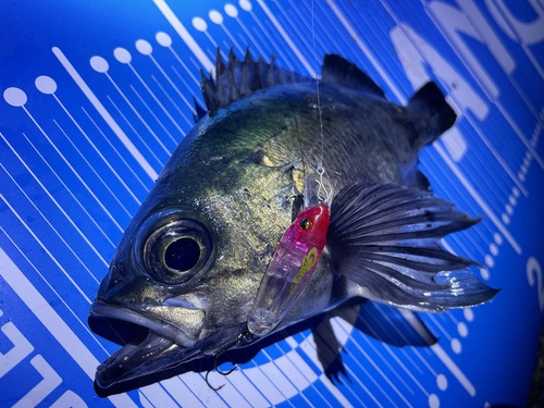 アオメバルの釣果