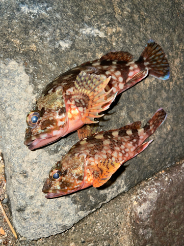 カサゴの釣果