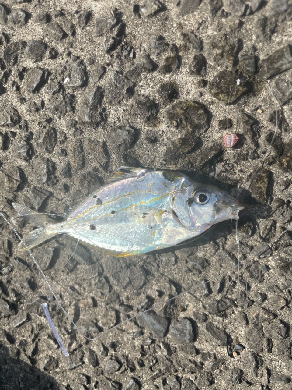 ヒイラギ
