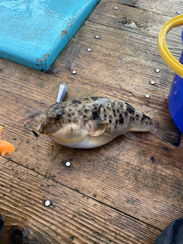 ショウサイフグの釣果