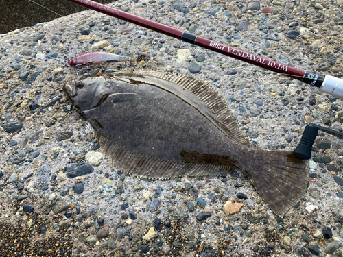 ヒラメの釣果