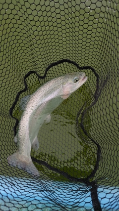 ニジマスの釣果
