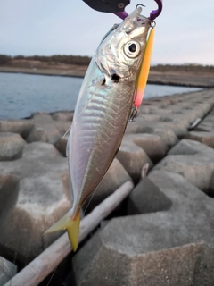 サゴシの釣果