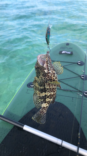 イシミーバイの釣果