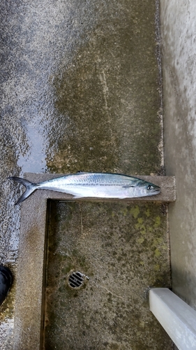 サゴシの釣果