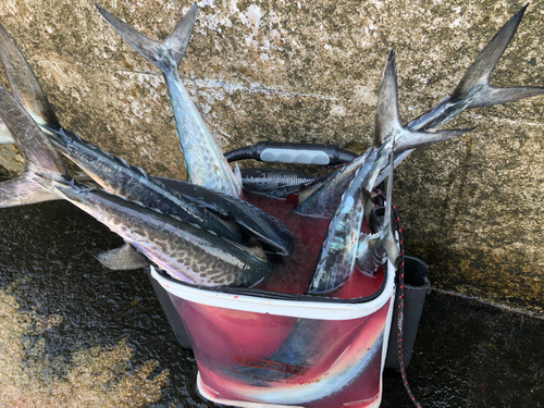 サゴシの釣果