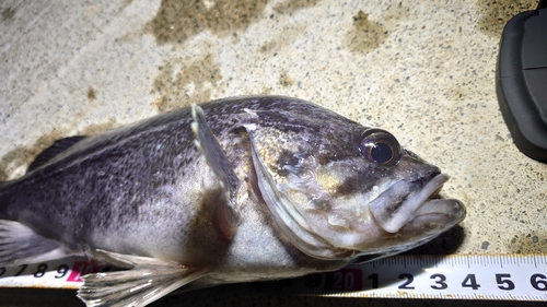 クロソイの釣果