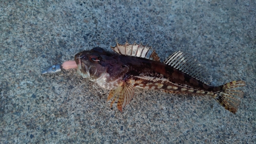 アナハゼの釣果